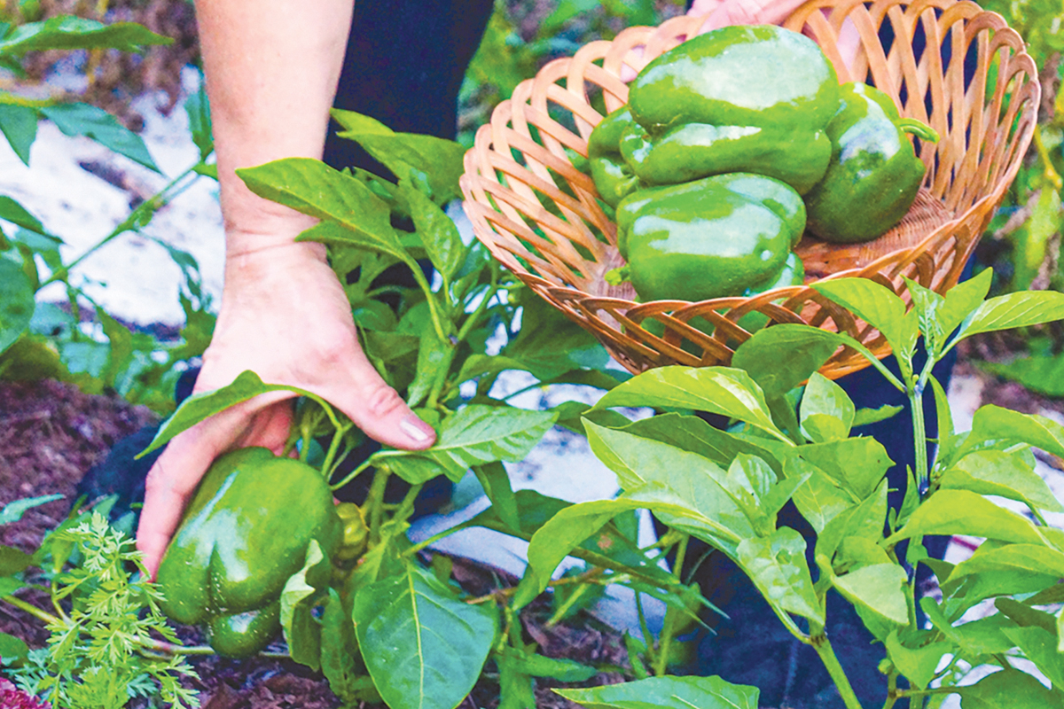 Become a Master Gardener volunteer