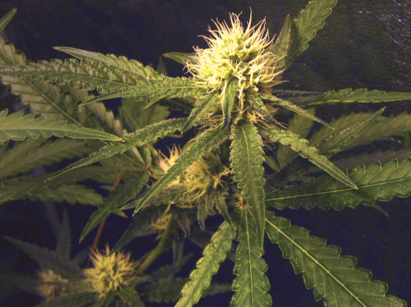Cherokee legalizes medical marijuana