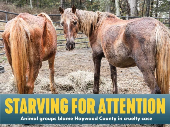 Torture, indifference alleged in Haywood horse cruelty case