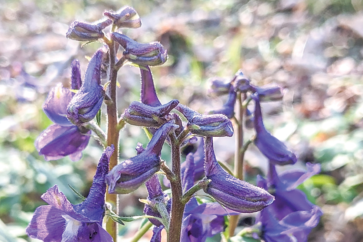 Dwarf larkspur (Delphinium tricorne). Adam Bigelow photo