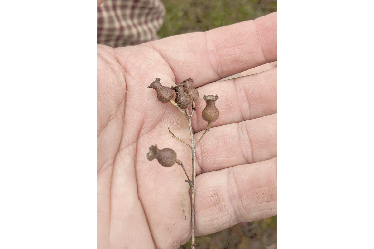 The seed pods of the meadow beauty plant  resemble clay pots. Adam Bigelow photo