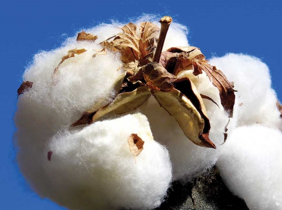 King Cotton. Don Hendershot photo