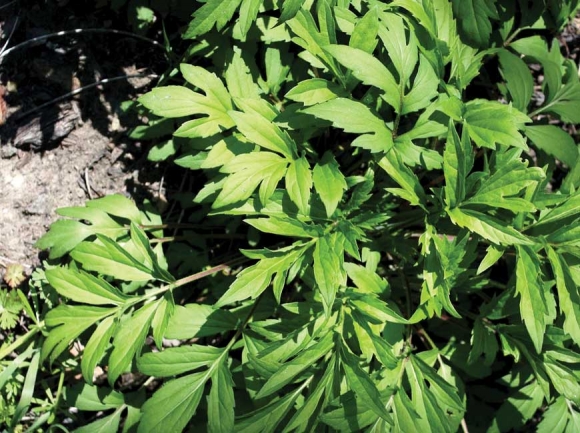 Sochan leaves emerge from the ground in early spring. NPS photo