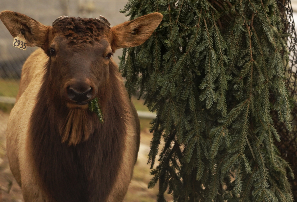 Merle, one of Grandfather Mountain’s resident elk, munches on a donated Fraser fir — a special holiday enrichment provided to the park’s habitat animals. Photo by Luke Barber | Grandfather Mountain Stewardship Foundation