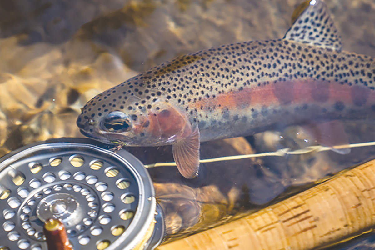 Memorial Day Trout Tournament