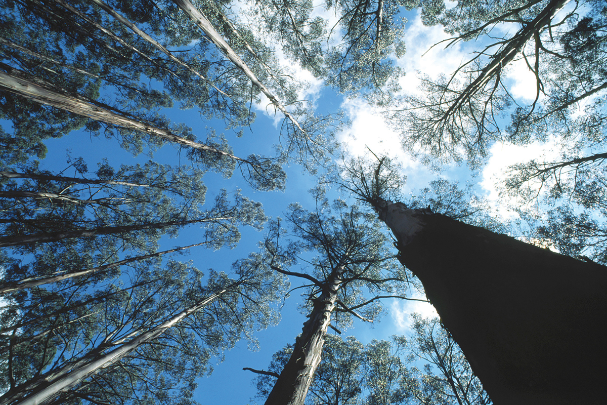 A lawsuit argues that the U.S. Forest Service’s timber targets fail to take into account the billions of tons of carbon stored in trees. File photo