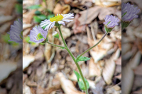 The Joyful Botanist: Robin’s Plantain