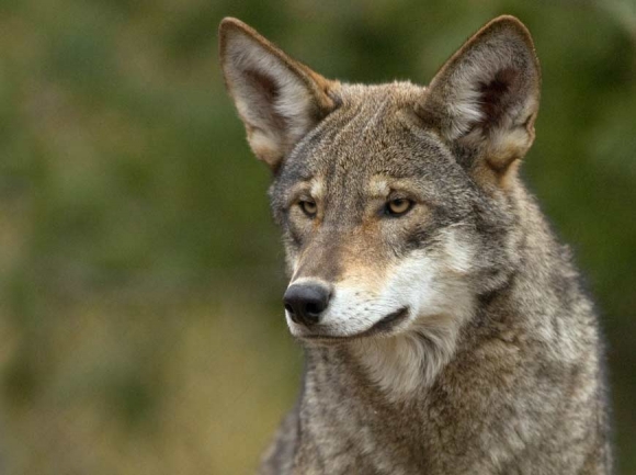 Between coyotes and gray wolves in size, red wolves measure about 26 inches at the shoulder and weigh between 50 and 80 pounds. Monty Sloan photo