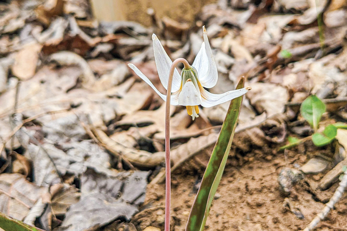 A beautiful white fawn-lily in full bloom. Adam Bigelow photo