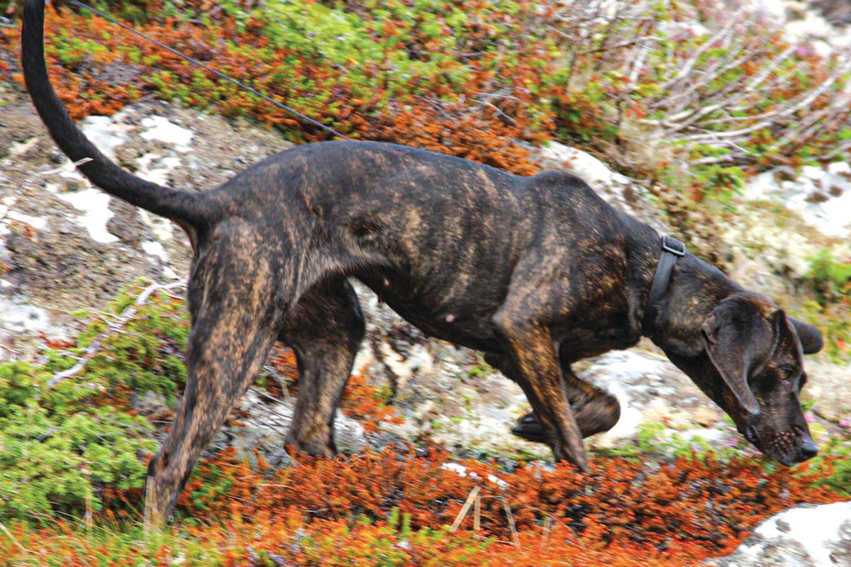 Plott Hound. File photo