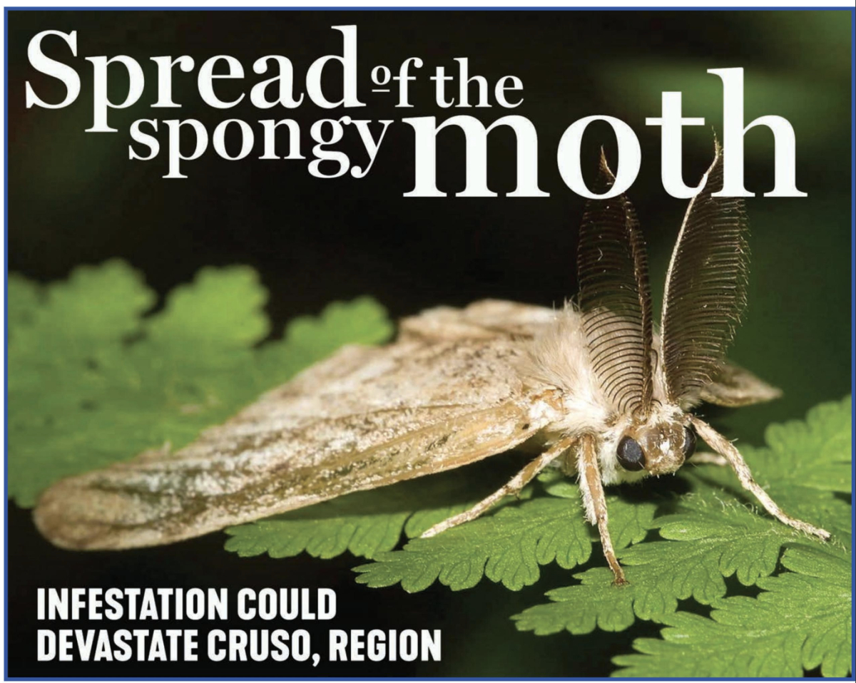 The spongy moth has the potential to devastate Western North Carolina&#039;s forests.