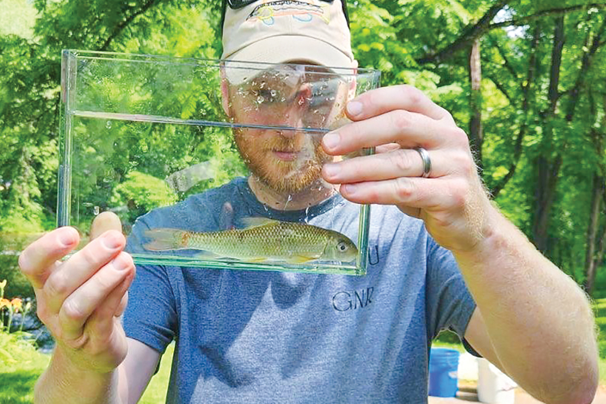 The fish is primarily found in the Hiwassee and Little Tennessee Rivers, right in WCU’s backyard, but it’s also a threatened species. Donated photo