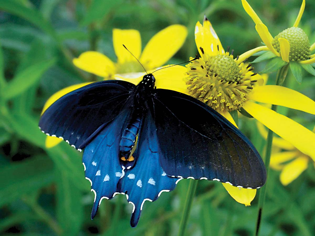 A pipevine swallowtail butterfly lights on a green-headed coneflower (Rudbeckia laciniata). Adam Bigelow photo 