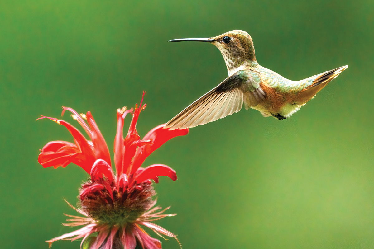 Normally found only in the western U.S., an accidental rufous hummingbird was seen at Clingmans Dome and added to the park list in 2020. Jeff Bartlett photo