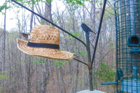 Up Moses Creek: The Hatband