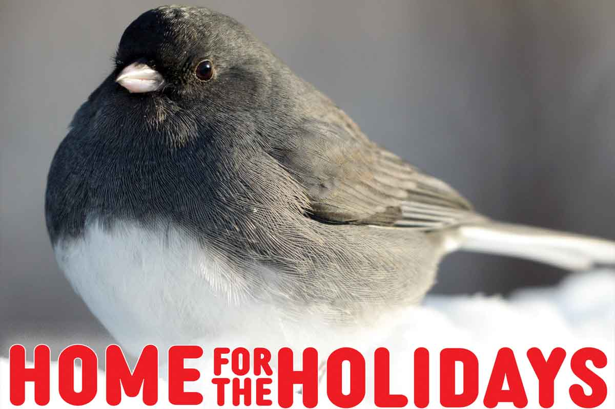 Count for Christmas: In 123rd year, annual bird count yields critical conservation data