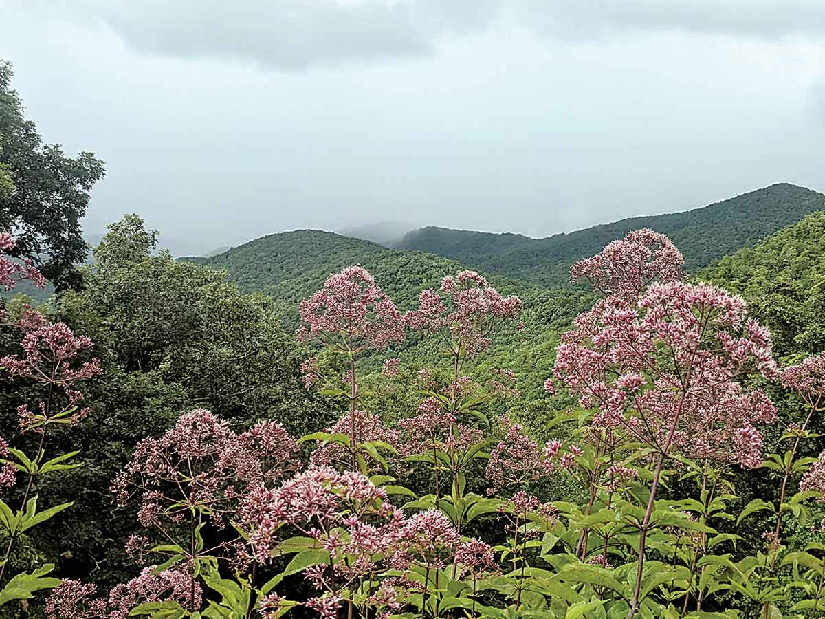 Purple Joe Pye weed blooms tower above other plants in the meadow. Adam Bigelow photo