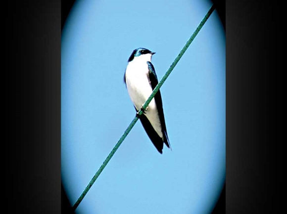 Tree swallow at Lake Junaluska. Don Hendershot photo