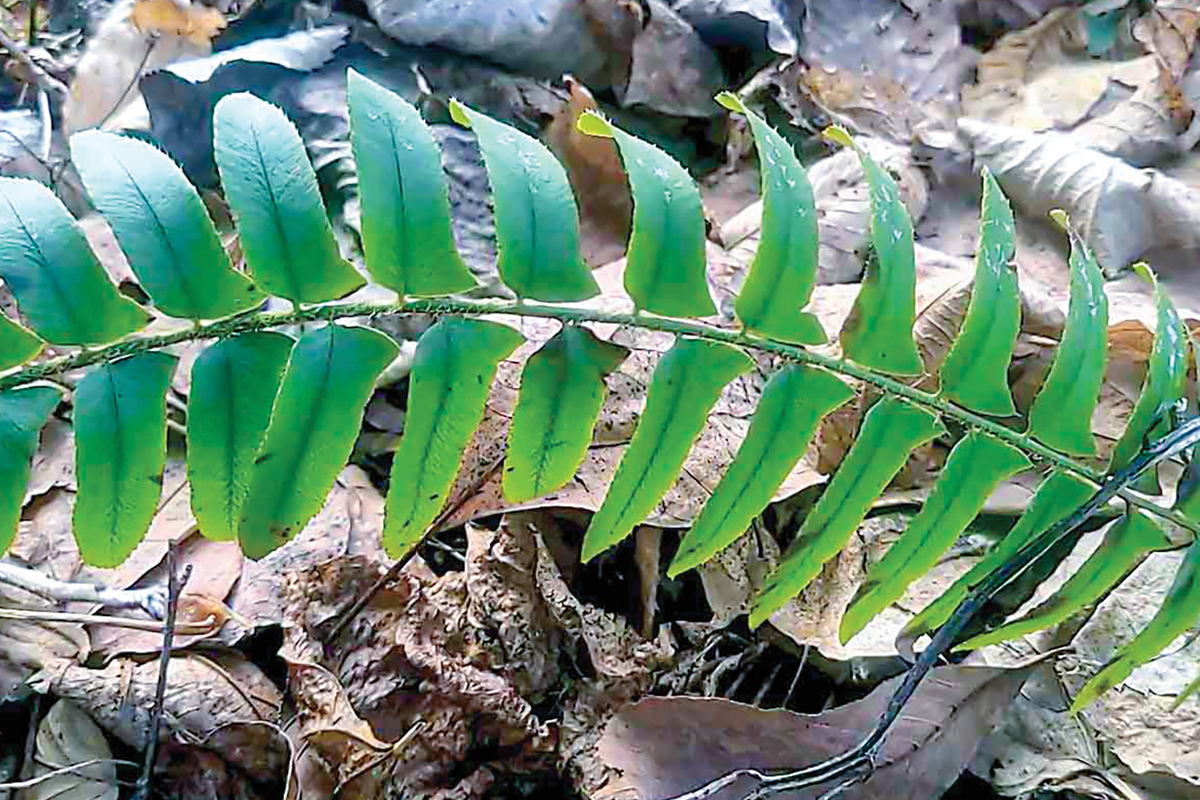 Christmas fern (Polystichum acrostichoides) is common throughout the mountain region and often used in Christmas decorations. Adam Bigelow photo