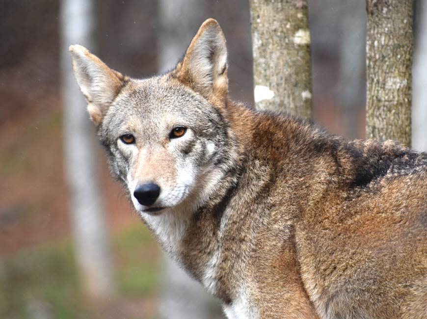 Conservation groups sue over red wolf policy