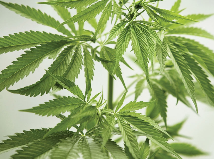 Cherokee considers decriminalizing marijuana