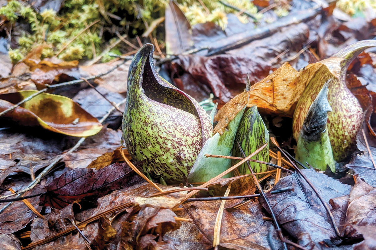A skunk cabbage emerges from the ground at the Highlands Botanical Garden. Adam Bigelow photo