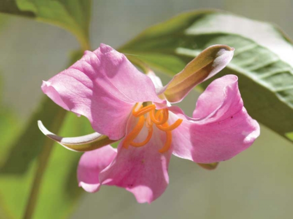 Trillium catesbaei is one of seven trillium species that grows on the property. Holly Kays photo