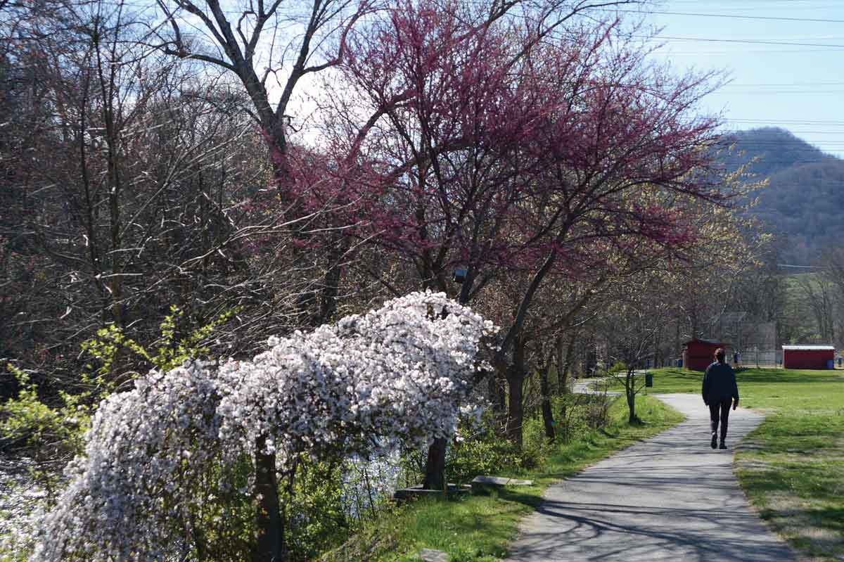 Trees bloom along the riverside path at the Canton Recreation Park. Holly Kays photo