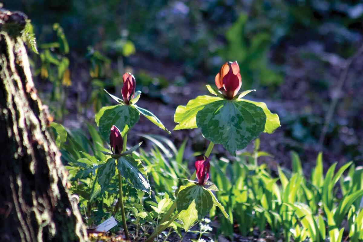 Trilliums bloom in the Highlands  Nature Center Botanical Garden. Dylan Lytle photo
