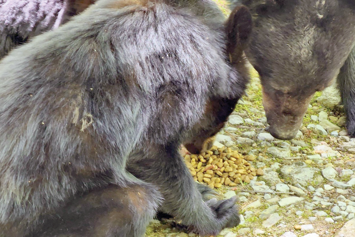 In a 2022 photo, bears eat dog food a person intentionally placed on the ground to attract them, a behavior  that causes danger to both humans and bears. NPS photo 