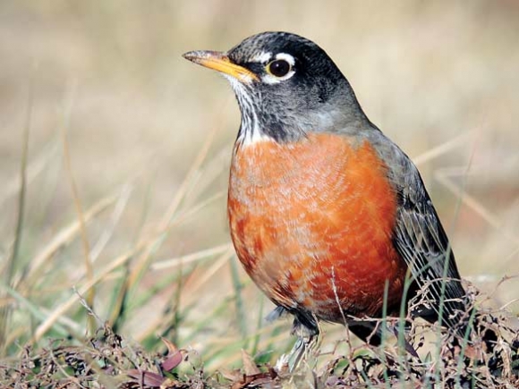 Robin redbreasts are a perennial favorite