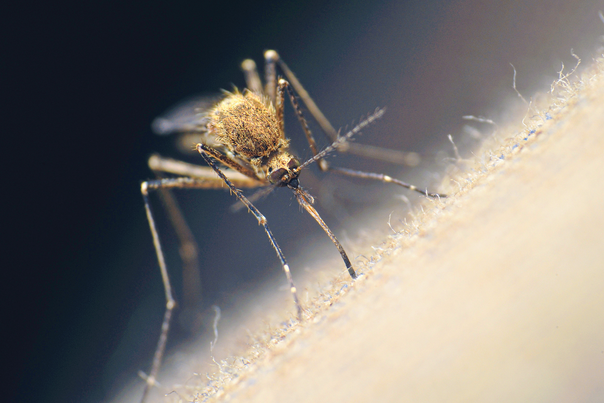 They’re more than an itchy irritation — mosquitos kill hundreds of thousands of people across the world, every year. File photo