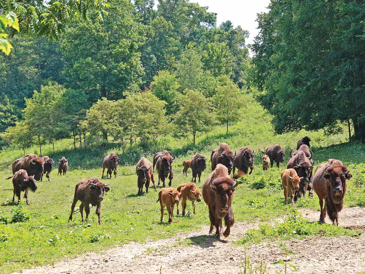 The bison herd run in for feeding time. Buffalo Creek Vacations photo 