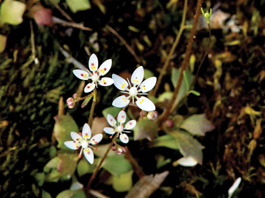 Shealy’s saxifrage is a white, delicate flower with yellow and red accents on the petals. Donated photo