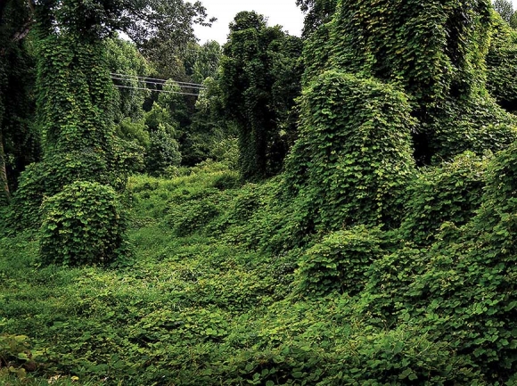 Kudzu-covered landscapes like this are a common sight in the South. Donated photo