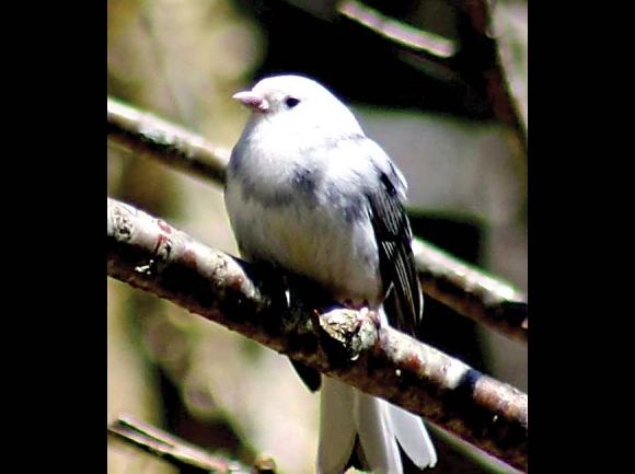 Leucistic junco from Newfound Gap. Don Hendershot photo