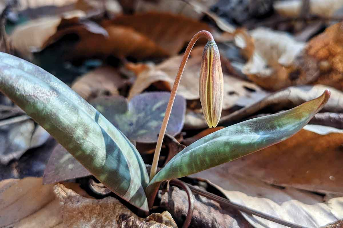 For Adam Bigelow, the first bloom of the trout-lily symbolizes the start of a new year — but in February, not January. Adam Bigelow photo