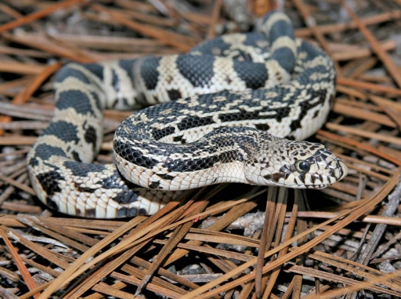 Report pine snake sightings