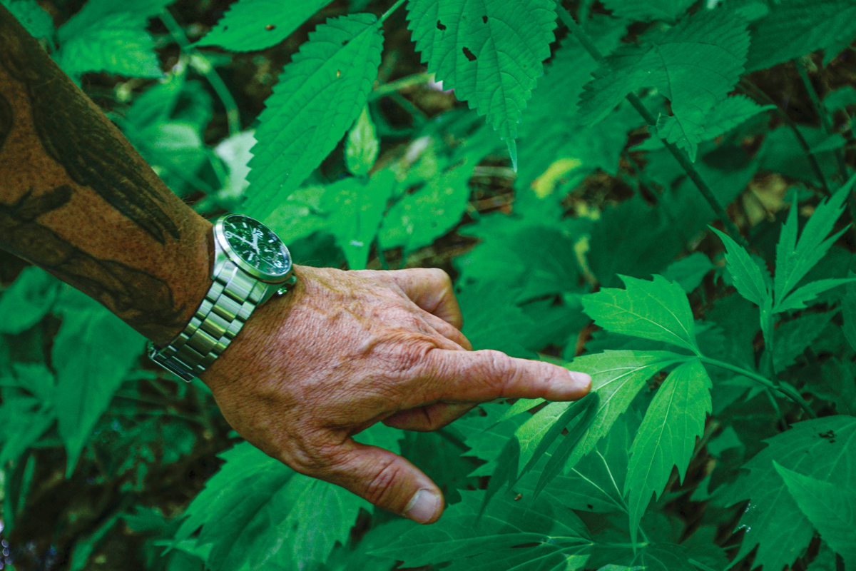 Eastern Band of Cherokee Indians Forest Resource Specialist and tribal member Tommy Cabe points to the “turkey foot”  portion of the sochan plant, which is harvested and eaten after being blanched and fried. Photo provided by Smokies Life, Holly Kays.