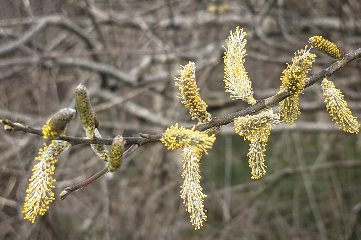 The distinctive and odd blooms of willow. 