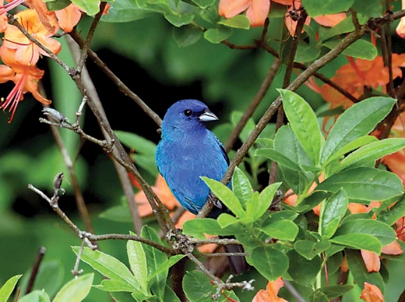 Indigo buntings are one of the many   non-game species that donations support. Mike Carraway photo