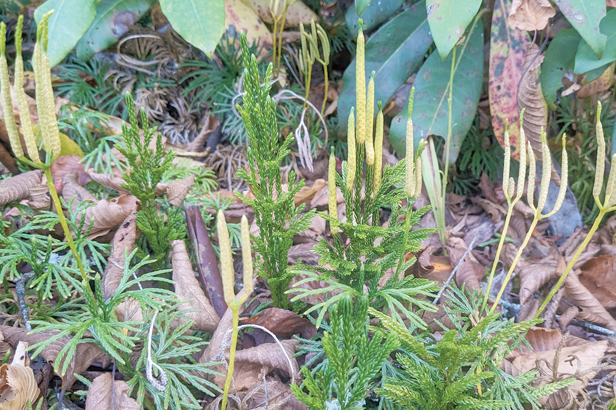 Running ground-cedar (Diphasiastrum digitatum) and ground-pine (Dendrolycopodium sp.) cover the forest floor. Adam Bigelow photo