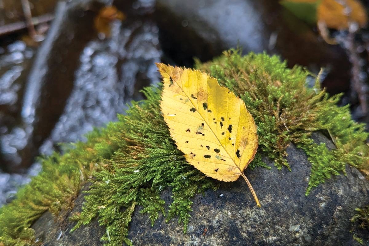 Forest therapy improves overall well-being. 