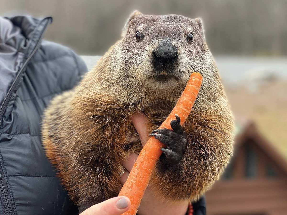 Pumpkin the Groundhog enjoys a snack following his prediction. Donated photo