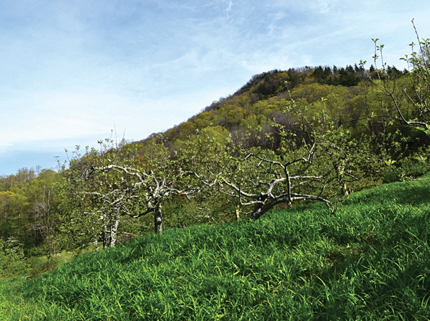 The property includes a heritage apple orchard. SAHC photo