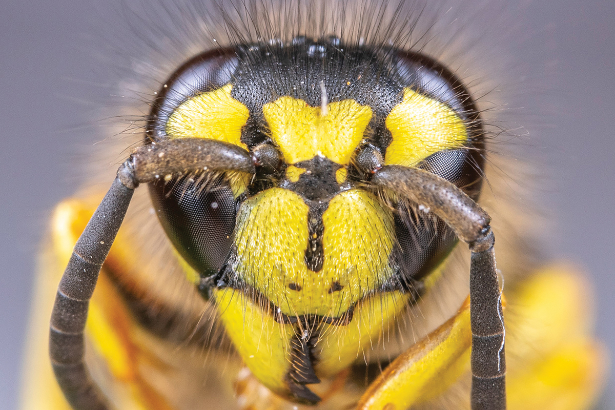 If you put distance between yourself and a yellow jacket nest after the first sting, that’s probably the only one you’ll get. Fred Coyle photo