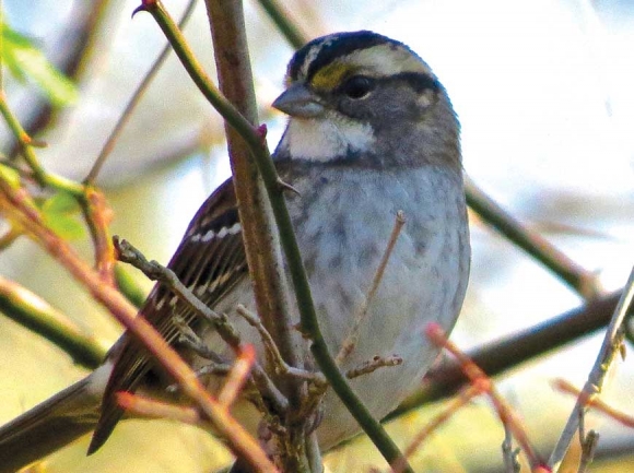 White-throated sparrow tan-striped from Tessentee Bottomland Preserve. Don Hendershot photo