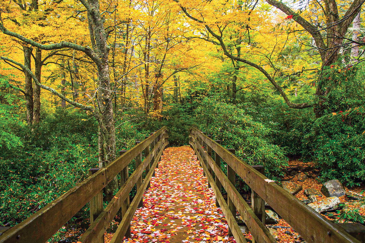 Autumn leaves blanket a bridge along Alum Cave Trail in Great Smoky Mountains National Park. This October’s Great Smokies Eco-Adventure, held Oct. 27–29, will be the first fall event of its kind hosted by DLiA. Smokies Life photo