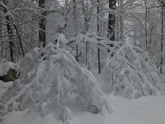 A tree in Maggie Valley sags under the weight of snowfall accrued during Winter Storm Diego Dec. 9. 