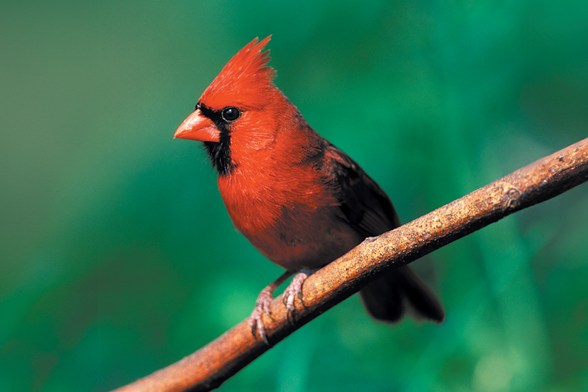 Franklin club hosts birding walks